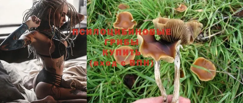 Псилоцибиновые грибы Magic Shrooms Вытегра